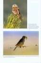 The Birds of the Iberian Peninsula