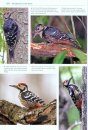 Woodpeckers of the World