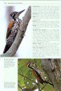 Woodpeckers of the World