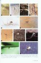 The Spiders of Japan [Japanese]