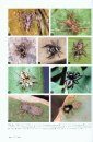 The Spiders of Japan [Japanese]