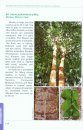 A Guide to the Trees in Heritage Amenity Forest Reserve, Sandakan