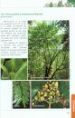 A Guide to the Trees in Heritage Amenity Forest Reserve, Sandakan