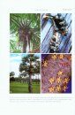 Flora of Thailand, Volume 11, Part 3