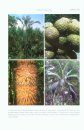 Flora of Thailand, Volume 11, Part 3