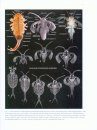 Atlas of Crustacean Larvae