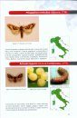 Farfalle Notturne Macroeteroceri 2 (Noctuidae) della RNO "Sughereta di Niscemi"  e Dintorni