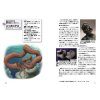 Nihon No Zetsumetsu Koseibutsu Zukan [Paleontology Picture Book of Japan]