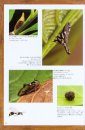 Tsunozemi: Arienai Mushi [Treehoppers: Incredible Insects]