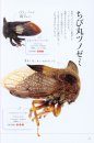 Tsunozemi: Arienai Mushi [Treehoppers: Incredible Insects]