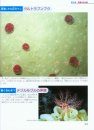 Shinkai Seibutsu Daizukan [Encyclopedia of Deep-Sea Organisms]