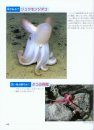 Shinkai Seibutsu Daizukan [Encyclopedia of Deep-Sea Organisms]