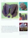 Paleozoic Fossil Plants