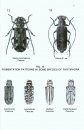 A Guide to the Genera of Beetles of South Australia, Part 7