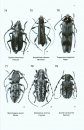 A Guide to the Genera of Beetles of South Australia, Part 7