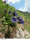 Genziane d'Europa [Gentians of Europe]