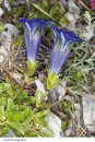 Genziane d'Europa [Gentians of Europe]