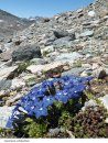 Genziane d'Europa [Gentians of Europe]