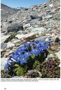 Fiori e Paesaggi delle Alpi [Flowers and Landscapes of the Alps]