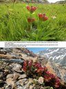 Fiori e Paesaggi delle Alpi [Flowers and Landscapes of the Alps]