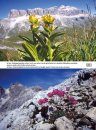Fiori e Paesaggi delle Alpi [Flowers and Landscapes of the Alps]