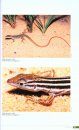 Lézards, Crocodiles et Tortues d’Afrique Occidentale et du Sahara [Lizards, Crocodiles and Turtles of West Africa and the Sahara]