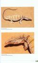 Lézards, Crocodiles et Tortues d’Afrique Occidentale et du Sahara [Lizards, Crocodiles and Turtles of West Africa and the Sahara]