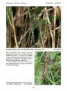 Dragonflies and Damselflies of the Bristol Region