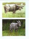 Ecology, Evolution and Behaviour of Wild Cattle