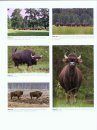 Ecology, Evolution and Behaviour of Wild Cattle