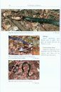 The Snakes of the Moluccas (Maluku), Indonesia
