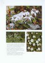 Edelweiss: Reine des Fleurs