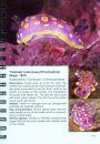 Sea Slugs of the Algarve