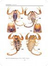 Illustrated Catalog of Scorpions, Part 1