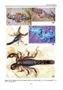 Illustrated Catalog of Scorpions, Part 2