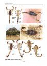Illustrated Catalog of Scorpions, Part 2