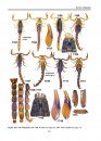 Illustrated Catalog of Scorpions, Part 2