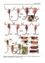 Illustrated Catalog of Scorpions, Part 2