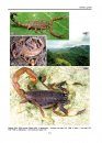 Illustrated Catalog of Scorpions, Part 2