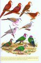 Phillipps' Field Guide to the Birds of Borneo