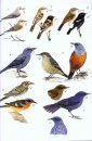 Phillipps' Field Guide to the Birds of Borneo