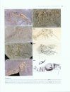 A Worldwide Review of Fossil and Extant Glypheid and Litogastrid Lobsters (Crustacea, Decapoda, Glypheoidea)