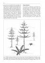 The Genus Araucaria