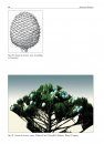 The Genus Araucaria