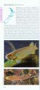 A Photographic Guide to Freshwater Fishes of New Zealand