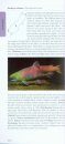 A Photographic Guide to Freshwater Fishes of New Zealand