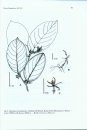 Flora of Ecuador, Volume 90, Part 113A: Icacinaceae, Part 113B: Metteniusaceae
