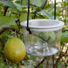 Insect Bait Trap with Wire Screen