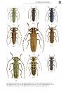 De Nederlandse Boktorren (Cerambycidae) [The Dutch Longhorn Beetles]