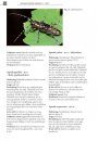 De Nederlandse Boktorren (Cerambycidae) [The Dutch Longhorn Beetles]